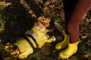 Should Dogs Wear Raincoats?